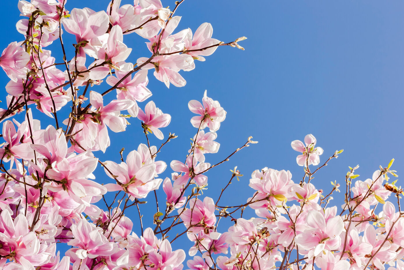 Bunte Magnolienblüten strahlen im Sonnenlicht gegen den blauen Himmel