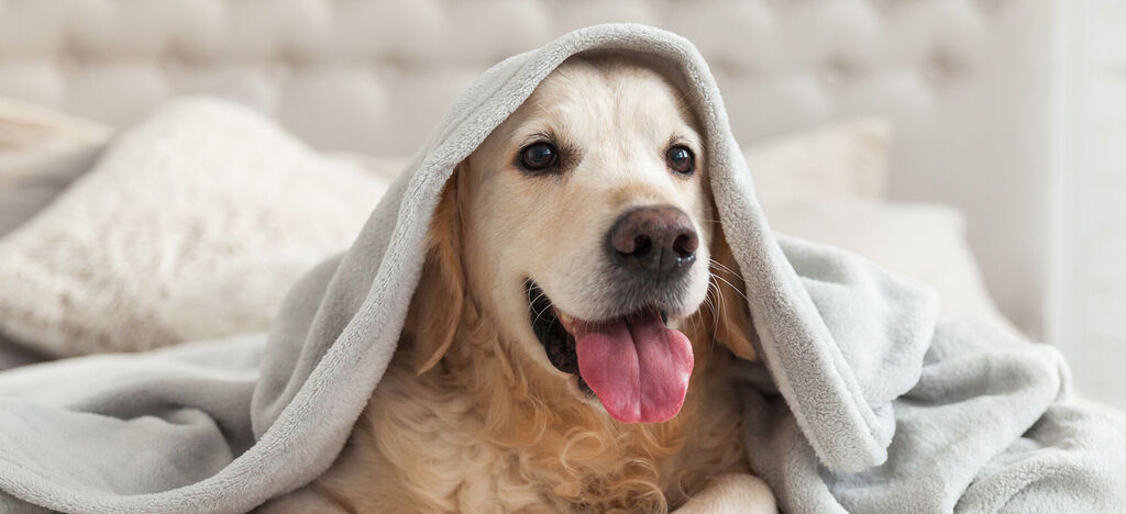 Ein glücklicher Hund mit einer Decke über dem Kopf