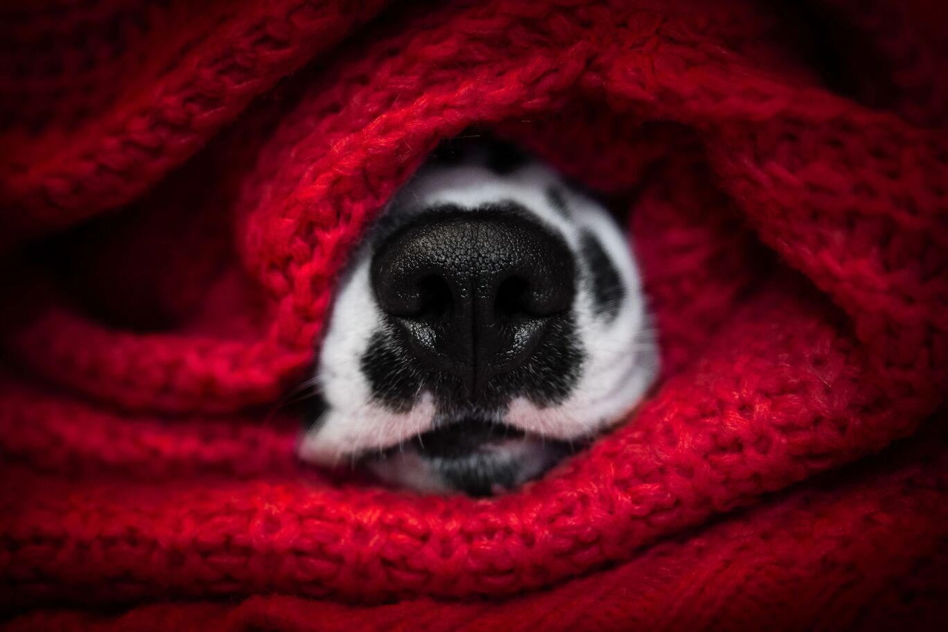 Warmes Hundegesicht in einer roten Decke versteckt.