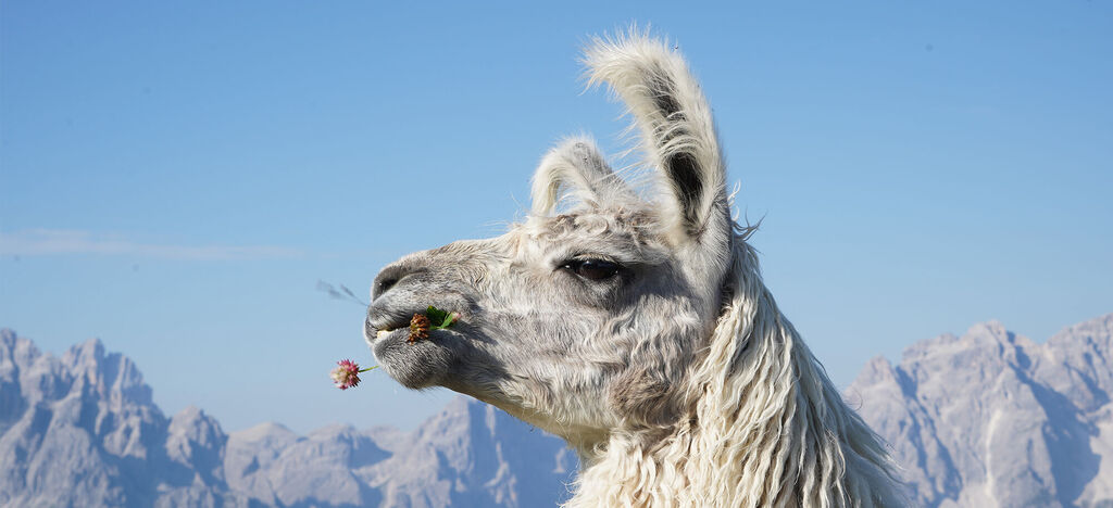 Nahaufnahme eines freundlichen Lamas mit einem bunten Blütenstängel im Mund, vor einer atemberaubenden Berglandschaft.