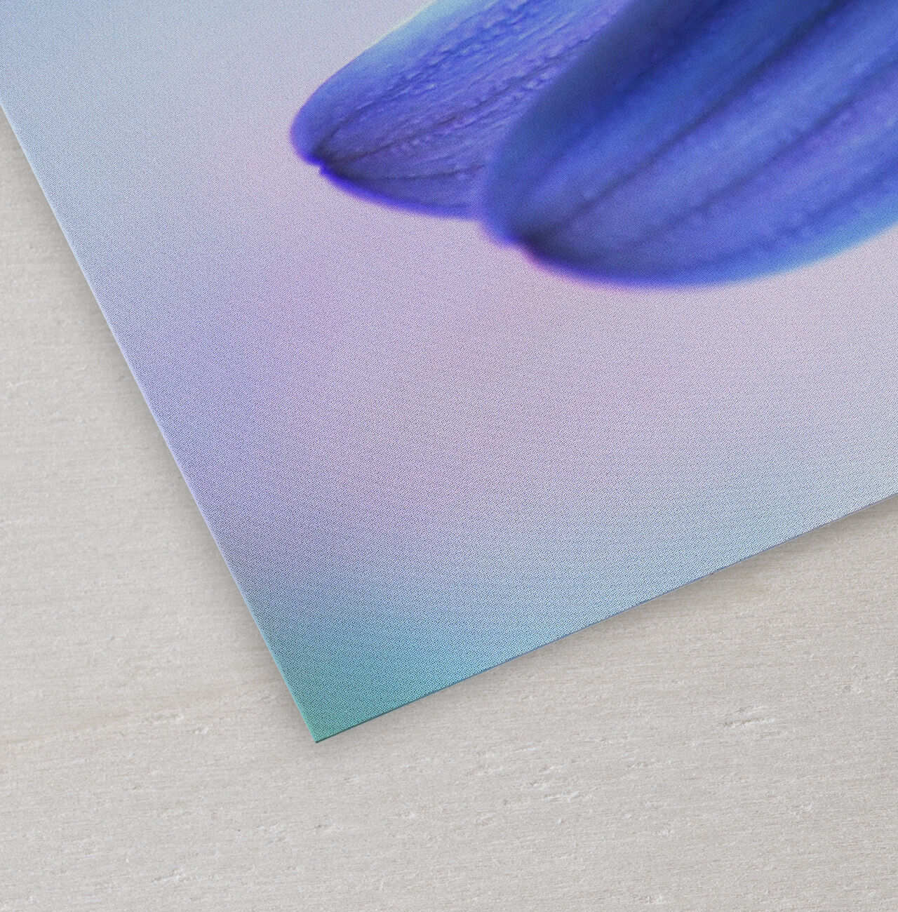 Detailaufnahme einer lila-blauen Blume auf sanftem Hintergrund