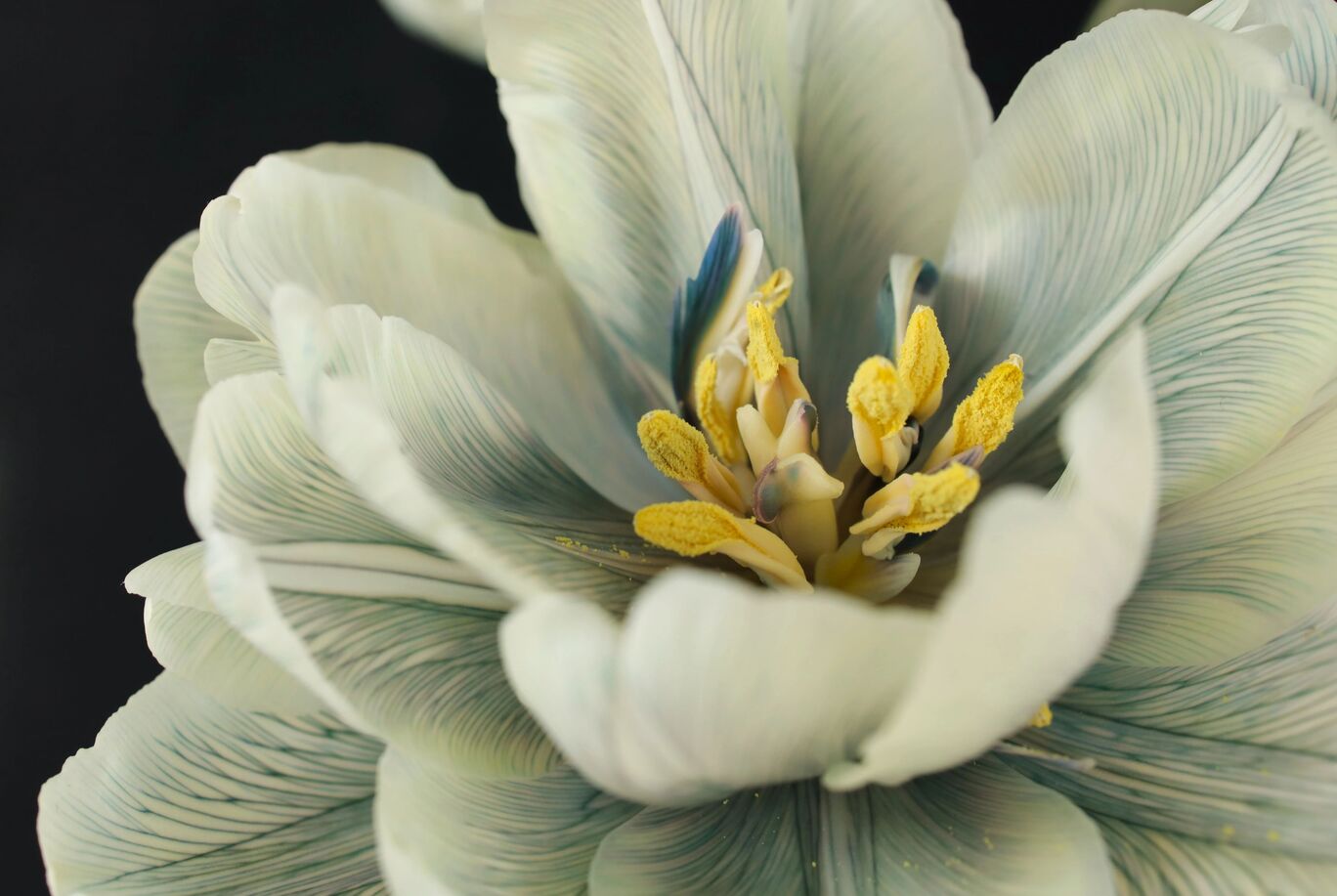 Detailaufnahme einer zarten, hellen Blüte mit gelben Staubgefäßen.