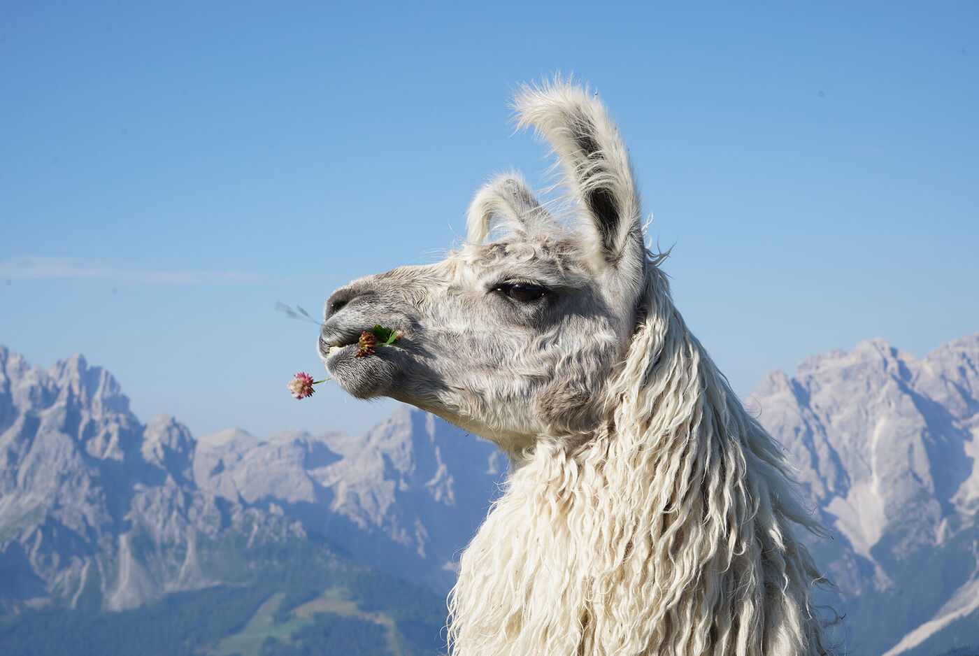 Weißes Lama mit grüner Pflanze im Mund, vor Berglandschaft.