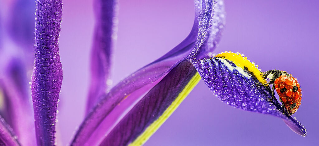 Eine farbenfrohe Blume mit einer schwarzen und roten Marienkäfer