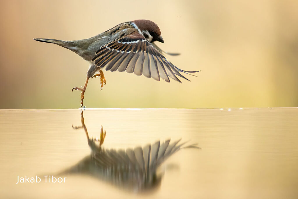 Ein fröhlicher Spatz hüpft über eine glatte, reflektierende Wasseroberfläche.