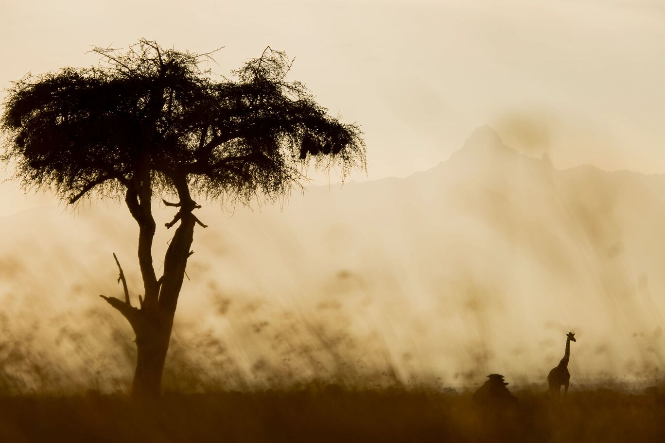 Silhouette einer Giraffe und Akazie vor einem sanften Abendhimmel.