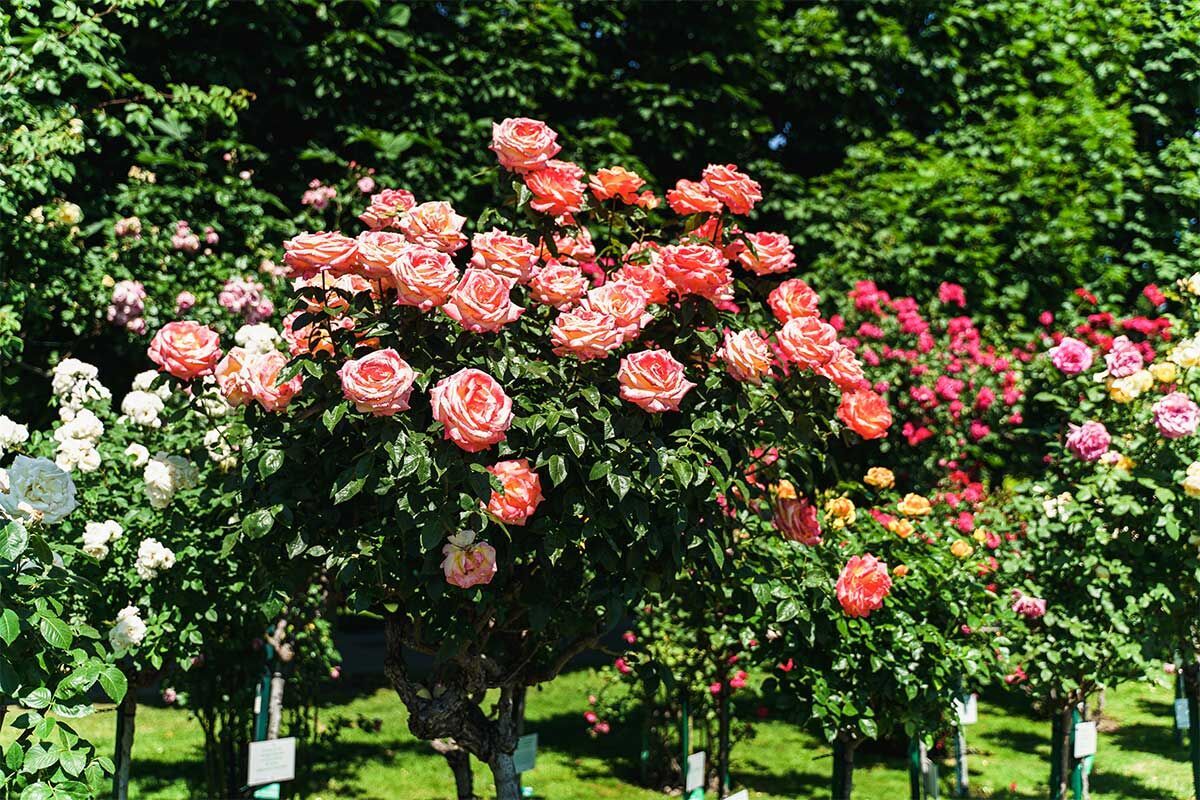 Bunt blühende Rosen in einem Garten, eine entzückende Gartenlandschaft.