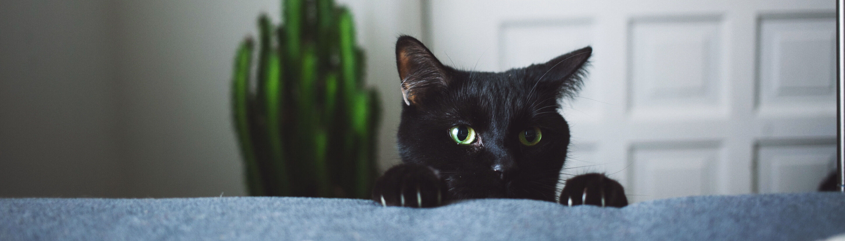 Eine schwarze Katze mit grünen Augen schaut neugierig über eine Couch.