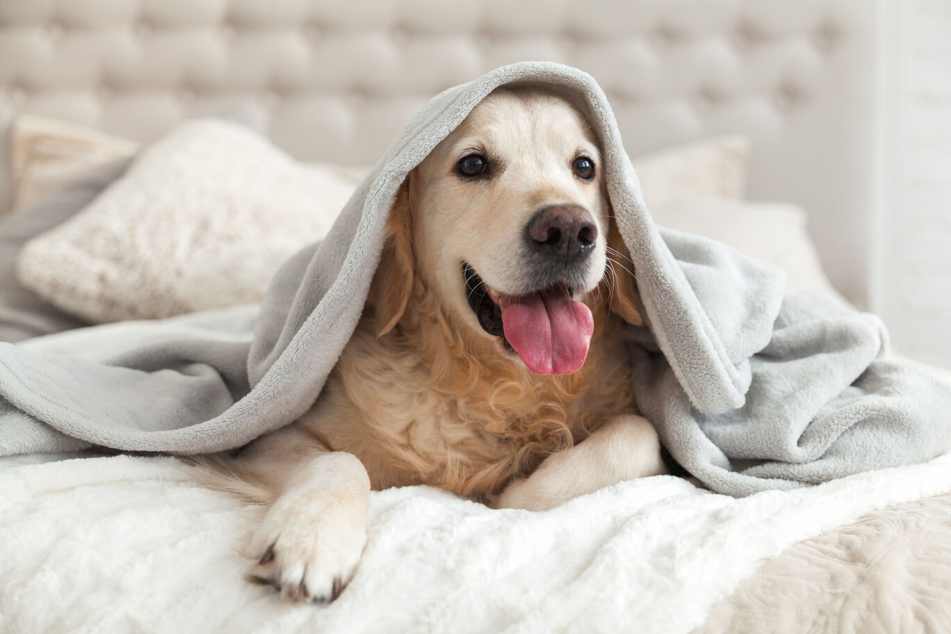Ein entspannter Hund liegt unter einer Decke, bereit zum Kuscheln. Er vermittelt ein Gefühl von Wärme und Geborgenheit